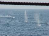 Gun fire at a flare dropped in the water